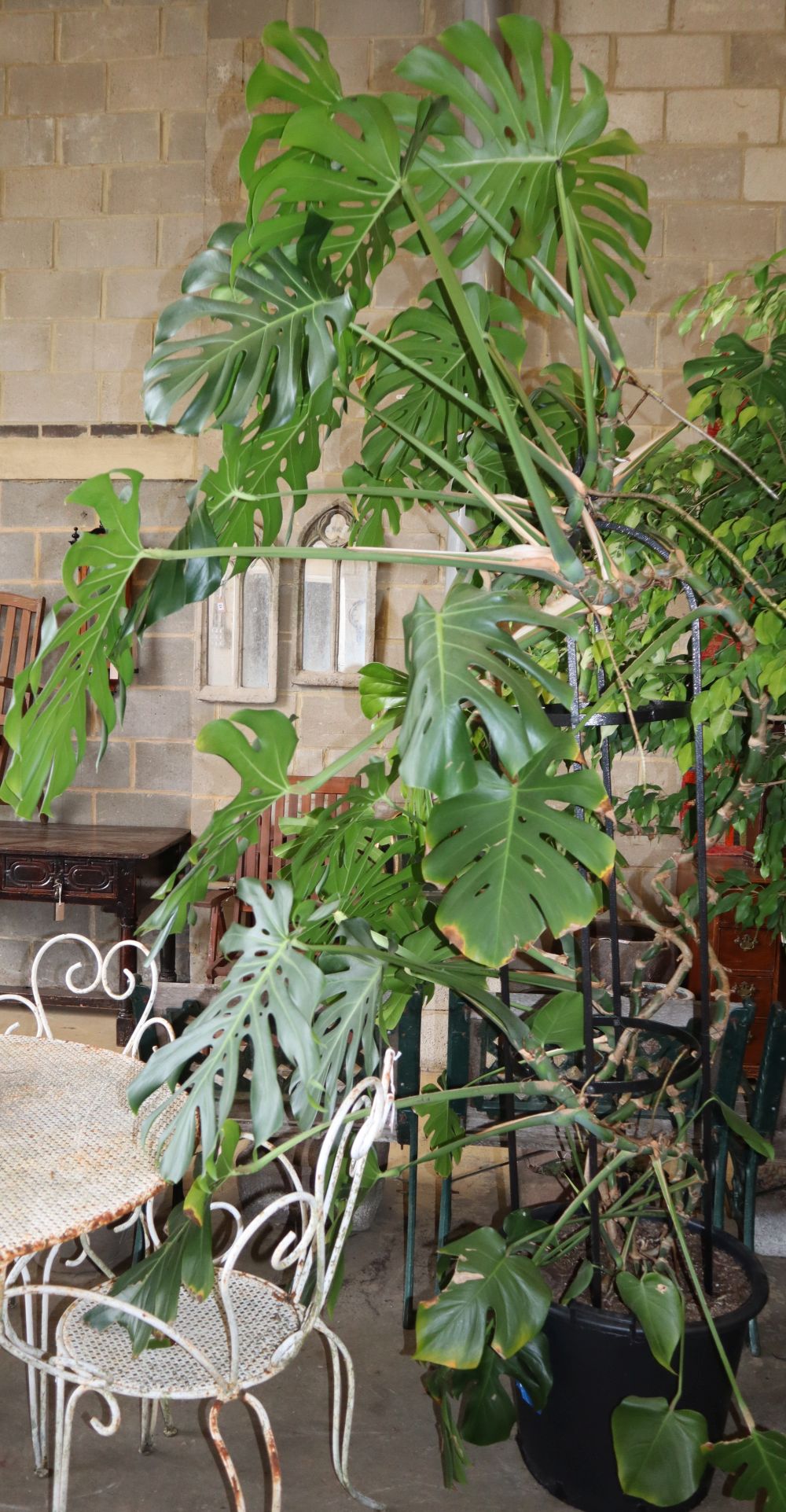 A large Monstera Deliciosa (cheeseplant) with metal growing frame, approx. H.240cm